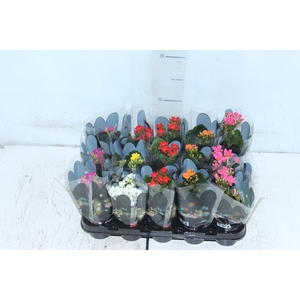KALANCHOE MINI P06