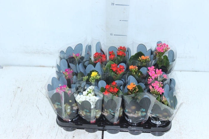 <h4>KALANCHOE MINI P06</h4>