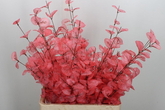 <h4>Deco Stem Euca Cinerea Pink L72 X6</h4>