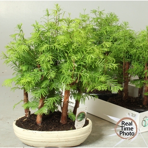 BONSAI OV