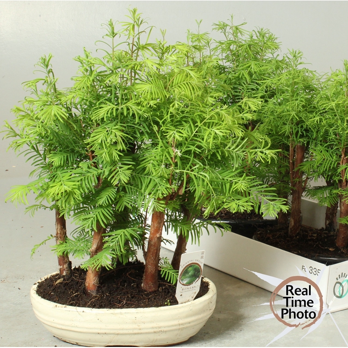 <h4>BONSAI OV</h4>