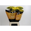 Achillea Golden Prairi