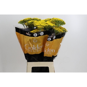 Achillea Golden Prairi
