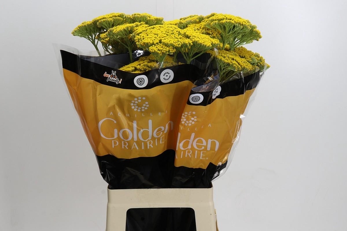 <h4>Achillea Golden Painted Prairi</h4>