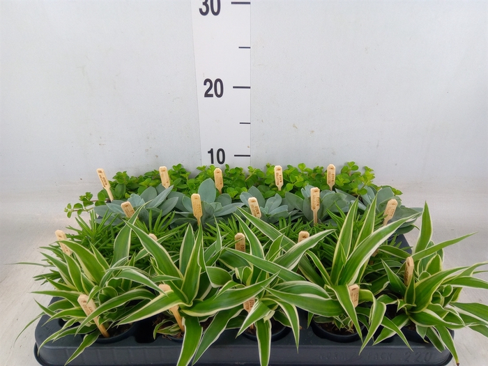 <h4>Planten  ..mix</h4>