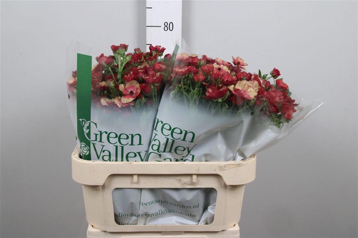 <h4>Ran Co Mag Cinnamon</h4>