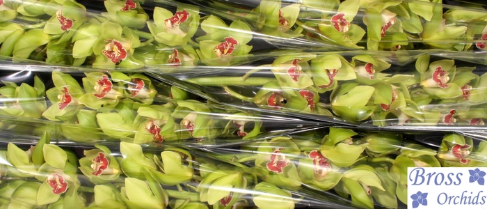 <h4>CYMB T LIGHTNING</h4>