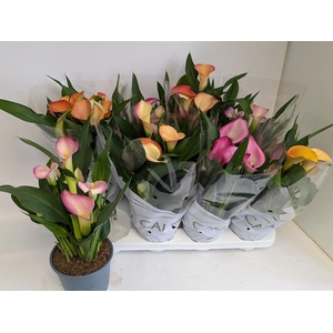 Zantedeschia mixed 14Ø 38cm 6fl