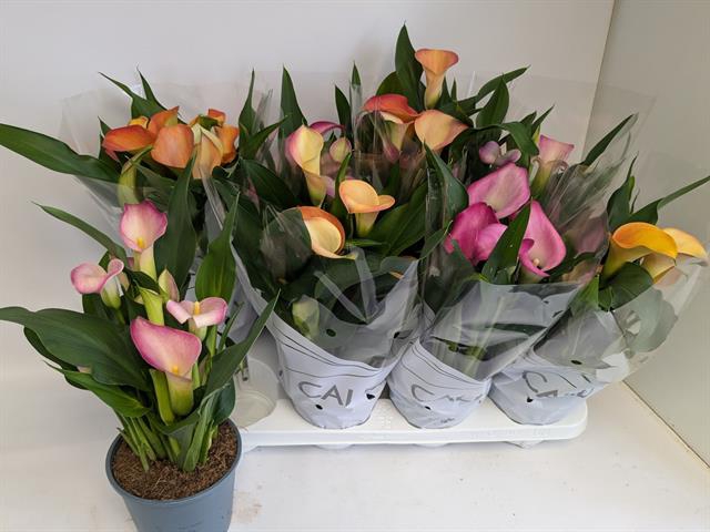 Zantedeschia mixed 14Ø 38cm 6fl