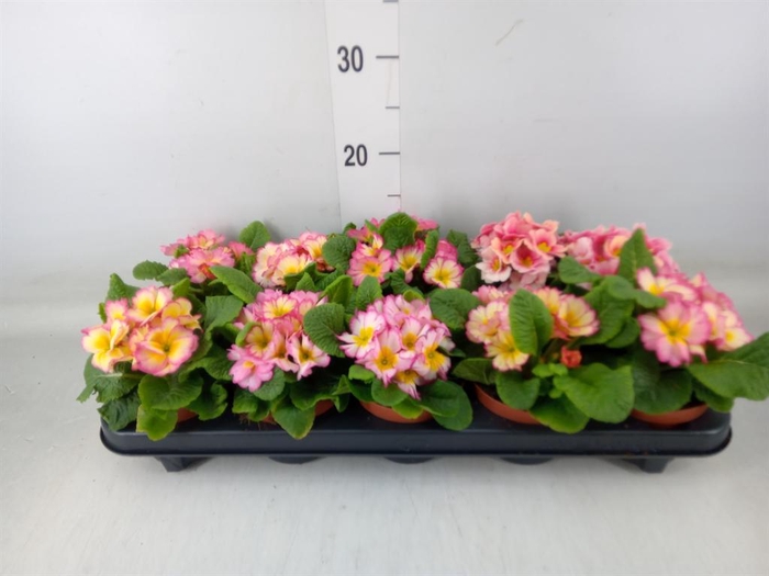 <h4>Primula   ...</h4>