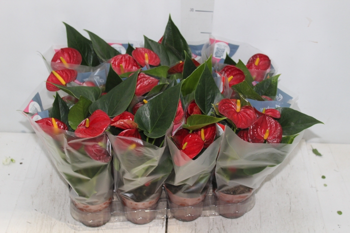 <h4>ANTHURIUM RED SUCCESS P09</h4>