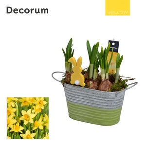 Narcis Duo Zink HL11705 [YELLOW]
