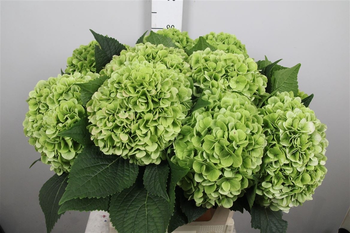 <h4>Hydr Cl M Blizzard</h4>