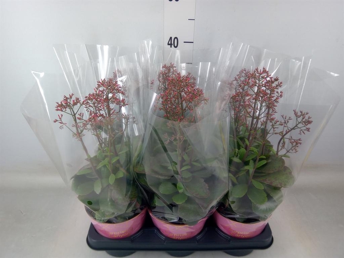 <h4>Kalanchoe  'WildFlow Surp Canyon'</h4>