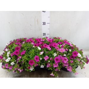 Calibrachoa  'Cabaret MM Pink Para'