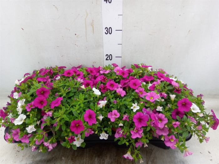 <h4>Calibrachoa  'Cabaret MM Pink Para'</h4>