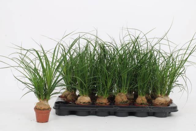 <h4>BEAUCARNEA RECUR</h4>