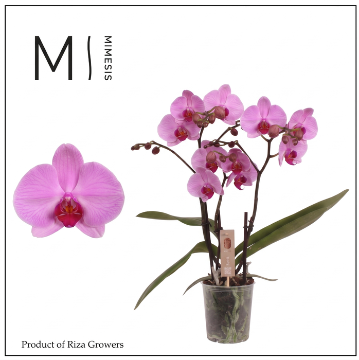 <h4>Phalaenopsis Spirit Pink 3 spike – 12cm | Mimesis</h4>