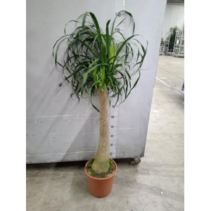 Beaucarnea recurvata