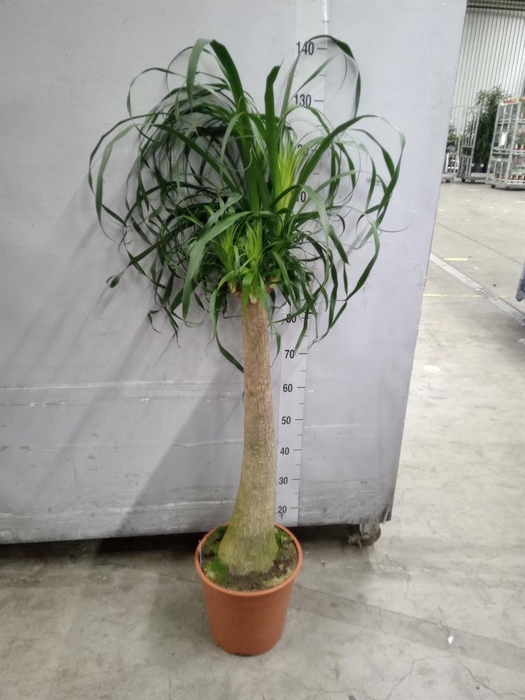 <h4>Beaucarnea recurvata</h4>