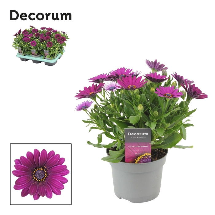 <h4>Osteospermum Deep Purple Decorum</h4>