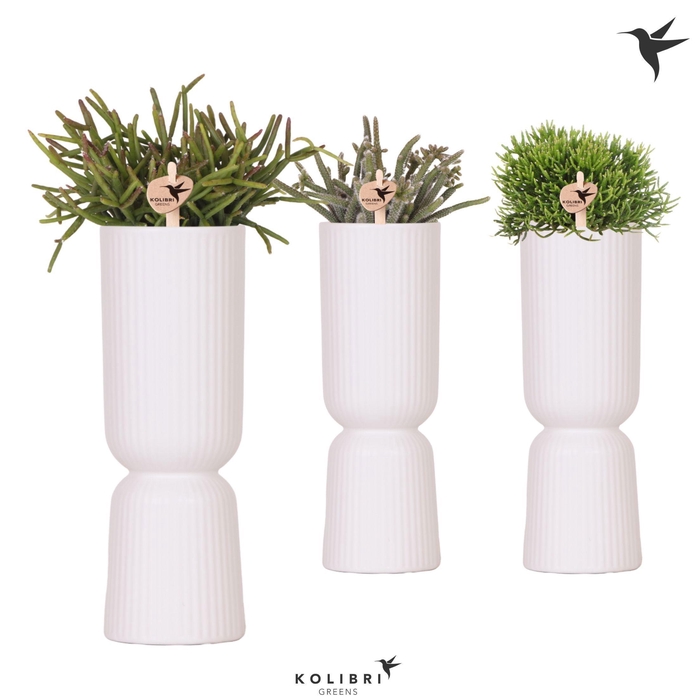 <h4>Kolibri Greens Rhipsalis mix in Diabolo Fall pot white</h4>