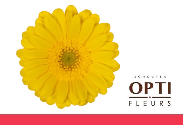 <h4>Germini Moreno Doos</h4>