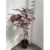 Acer Pa Bloodgood
