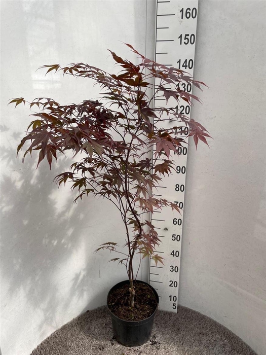 Acer Pa Bloodgood
