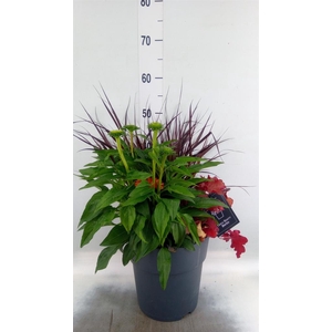 Vaste pltn   ...mix 3  [Perennials]