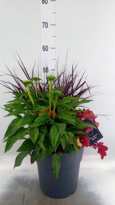<h4>Vaste pltn   ...mix 3  [Perennials]</h4>