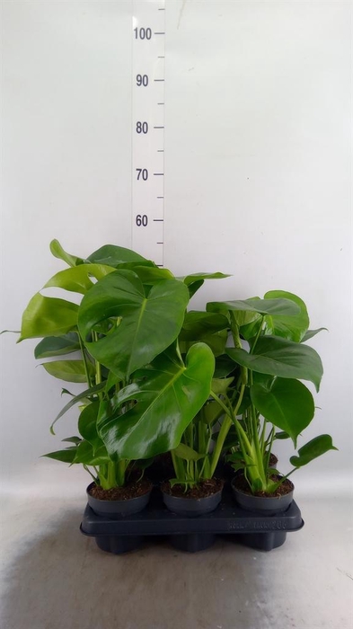 <h4>Monstera delic.</h4>