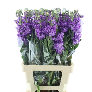 Matth Incana Iron Purple Extra