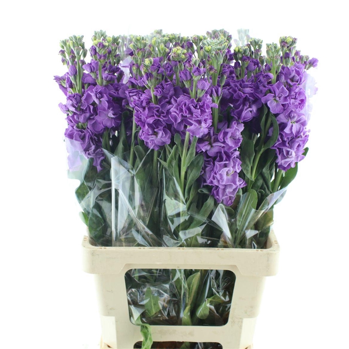 <h4>Matth Incana Iron Purple Extra</h4>