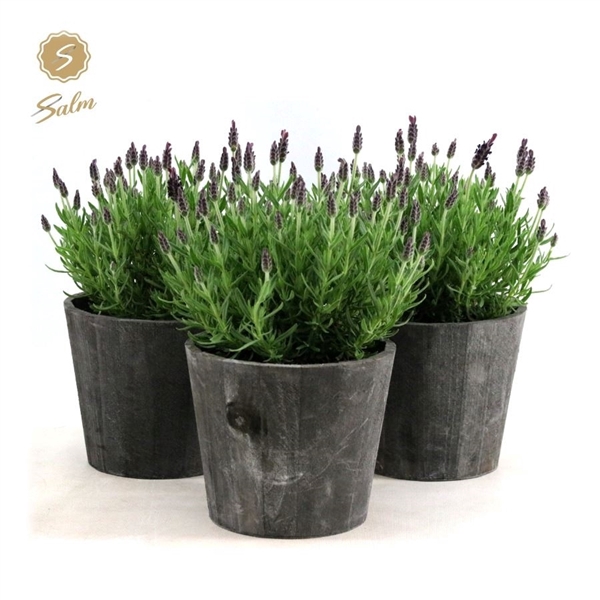 <h4>Lavandula st. 'Anouk'® Collection P15 in Wood</h4>