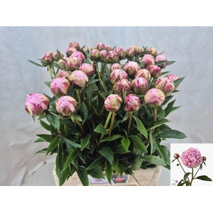 PAEONIA LACT. 'SARAH BERNHARDT'