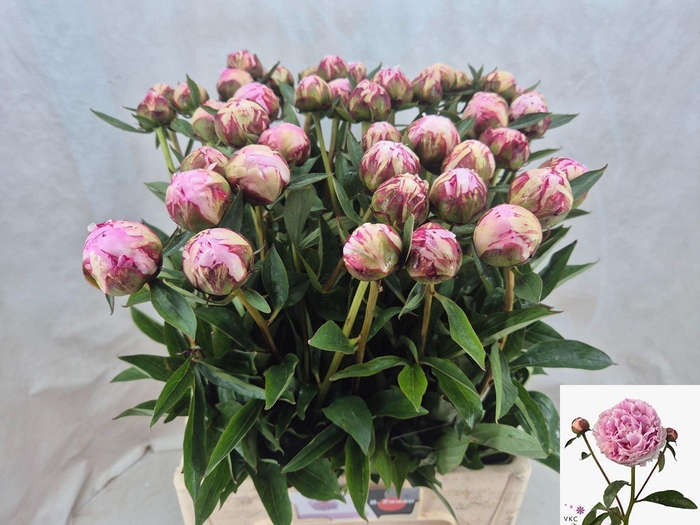 <h4>PAEONIA LACT. 'SARAH BERNHARDT'</h4>