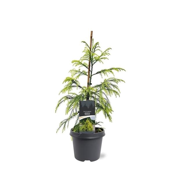 <h4>Cryptomeria japonica 'Sekkan'</h4>