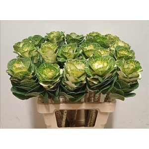 Brassica White Crane