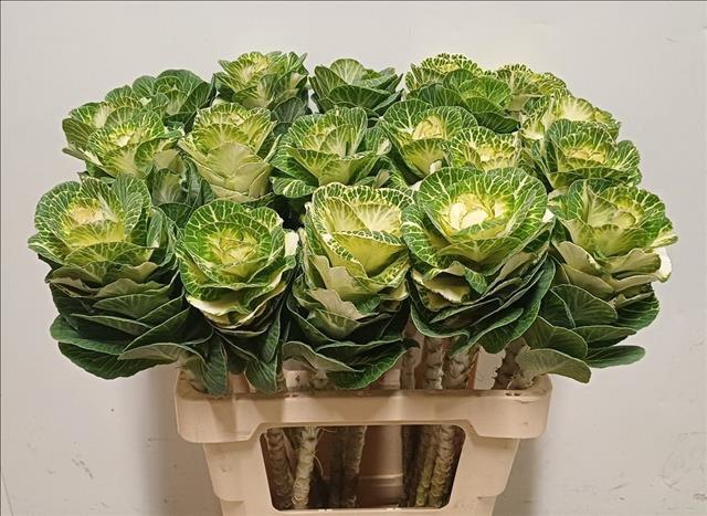 <h4>Brassica White Crane</h4>