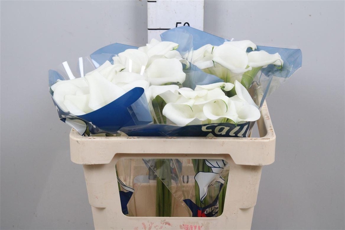 <h4>Zant White Art</h4>