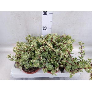 Portulacaria afra 'Variegata'