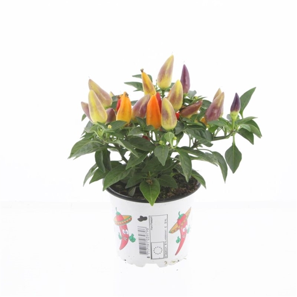 <h4>Capsicum ann. Acapulco Multicolor</h4>