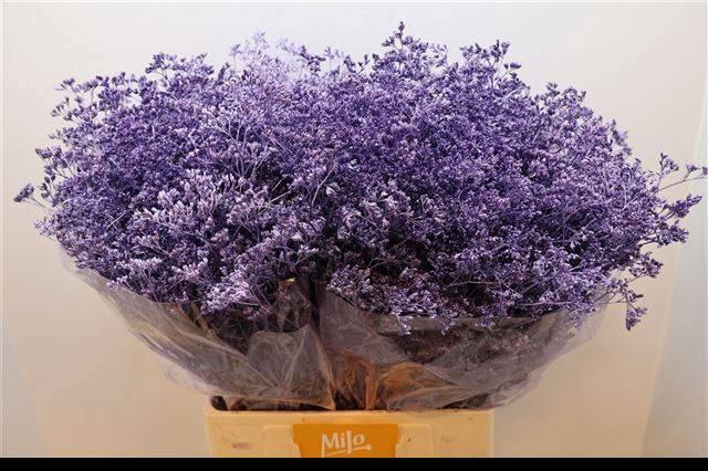 <h4>LIM OV KLB H%</h4>