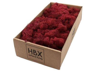 <h4>Moss Reindeer Moss 500gr Bordeaux</h4>