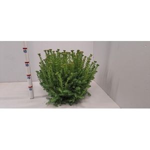 SEDUM REFLEXUM