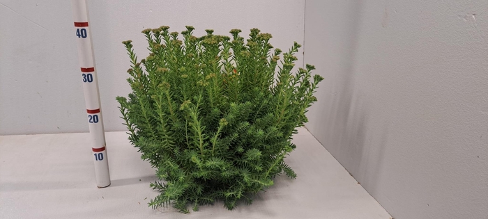 <h4>SEDUM REFLEXUM</h4>
