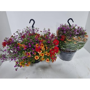HANGING BASKETS