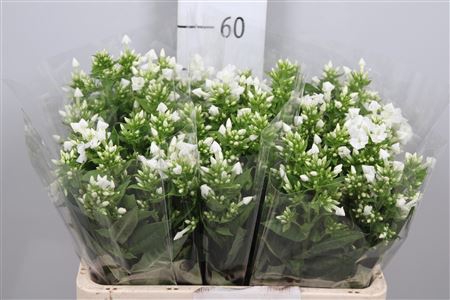 <h4>Phlox P Snowy</h4>