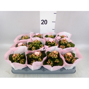 KALANCHOE BLOS.   ..ROSEBUD QUEEN J
